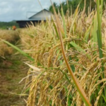 DA to lower NFA’s palay buying price for wet harvest