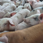 DA expands hog repopulation program to restore swine industry