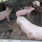 Lawmaker urges DA to step up preps vs El Niño effect on livestock